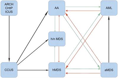 When inflammatory stressors dramatically change, disease phenotypes may transform between autoimmune hematopoietic failure and myeloid neoplasms